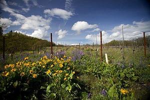 Klickitat Canyon Winery