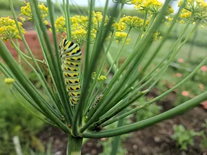 NCSU Agroecology Education Farm