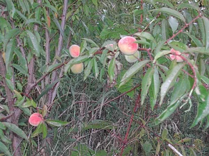 Driftless Sacred Grove