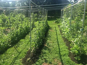 Utica Bridge Farms