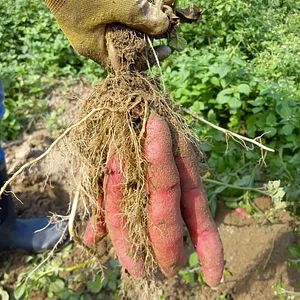 Milkweed Tussock Tubers