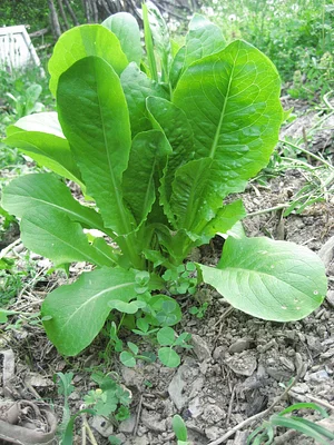 Community Recycling for Organic Produce