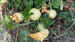 Community Recycling for Organic Produce