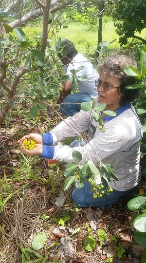 Sitio Brotando a Emancipação