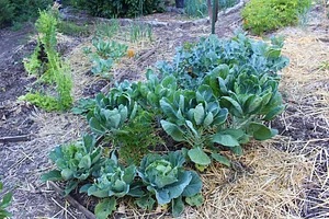 Eugene Permaculture Group