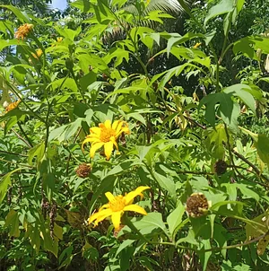 Agrofloresta NEPPAG