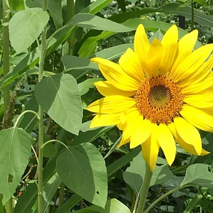 Kendall Permaculture Farm