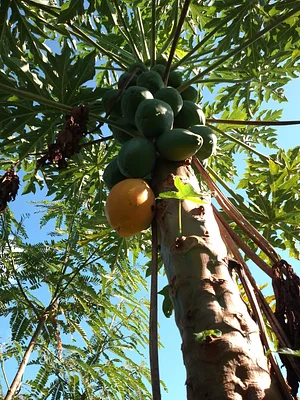 Papaya tree