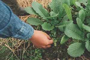 Ba Sian Sustainable Farm