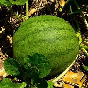 Kendall Permaculture Farm
