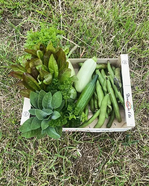 Panier de produits bio