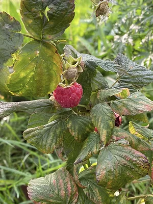 Belle framboise