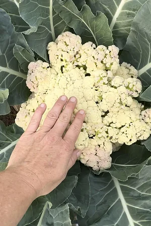 Cauliflower