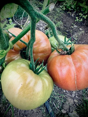 Tomatoes