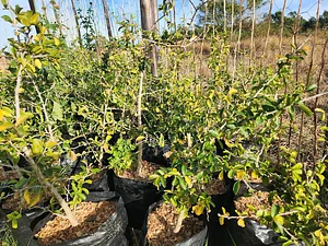 Indigenous Kei Apple Trees and some other herbs.