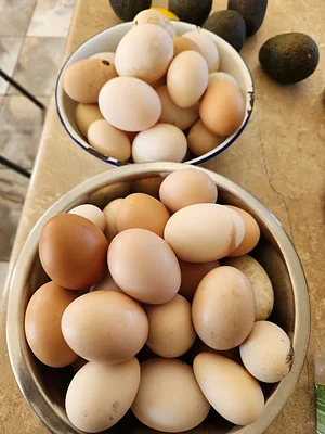 Eggs from chickens and ducks.