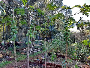 Árboles de papaya