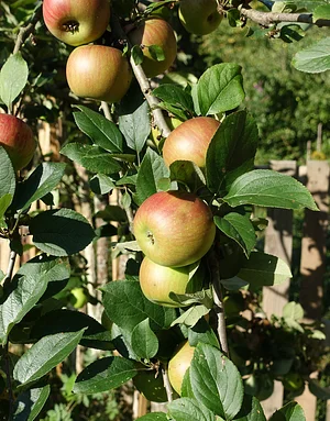Un beau pommier dans notre jardin