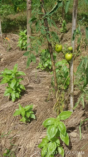 Likhalikasan Permaculture Farm