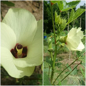 Likhalikasan Permaculture Farm
