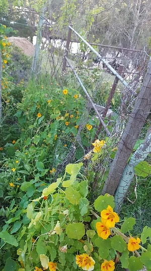 Silver Springs Hops & Permaculture Farm