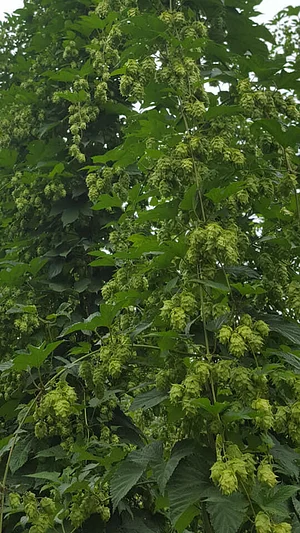 Silver Springs Hops & Permaculture Farm