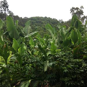 Kendall Permaculture Farm