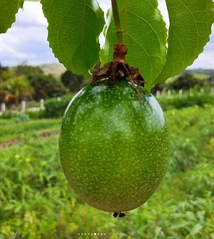 Maracujá orgânico