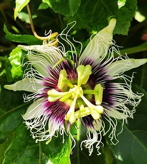 Linda flor de Maracujá