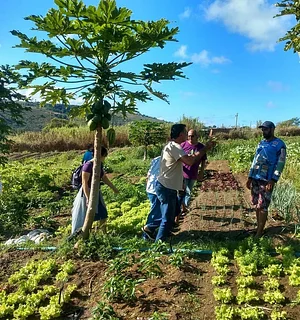 Horta Agroflorestal