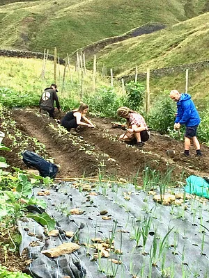 Incredible Farm