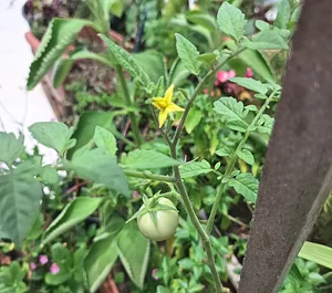 Little tomatoes appearing