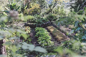 Atitlan Organics