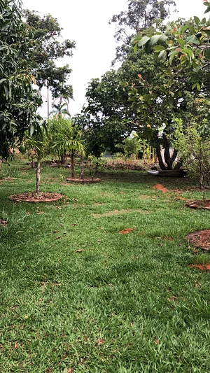 Agrofloresta educacional do Zeus