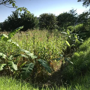 Certified organic heirloom corn