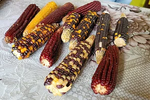 Intercâmbios Agroecológicos CTA 7