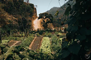 Atitlan Organics