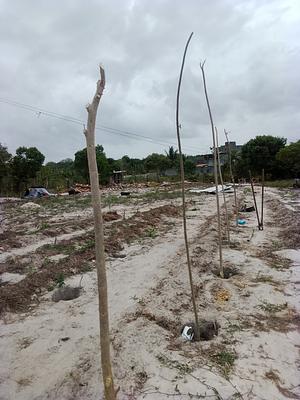 Consórcio de pimenta do reino com gliricidia, usando a simbiose da gliricidia na produção de nitrogênio.