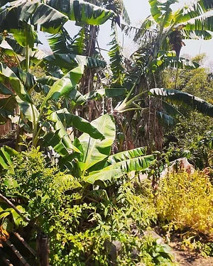 Atitlan Organics
