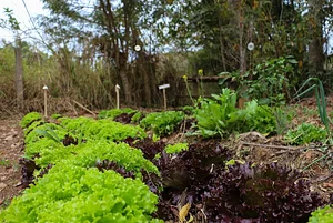Intercâmbios Agroecológicos CTA 8