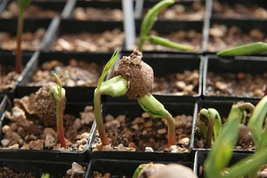 Drylands Permaculture Nursery