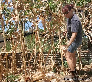 Drylands Permaculture Nursery