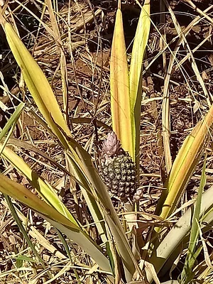 Agroecodes 5