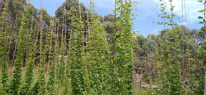 Silver Springs Hops & Permaculture Farm