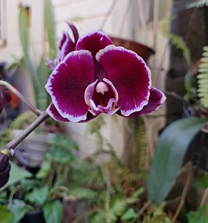 Orchid from my garden