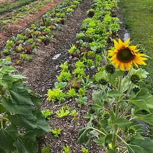 Plant consortium