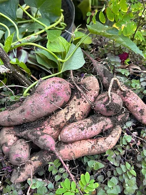 Last sweet potato harvest