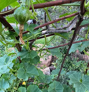 Nkwe Agroforestry