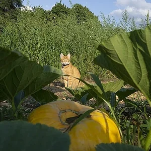Grünhölzli - Community garden
