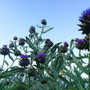 Grünhölzli - Community garden